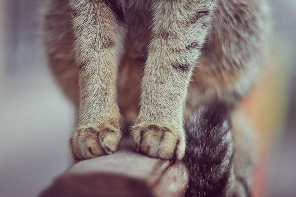 Paws and tail of a cat sitting on the railing