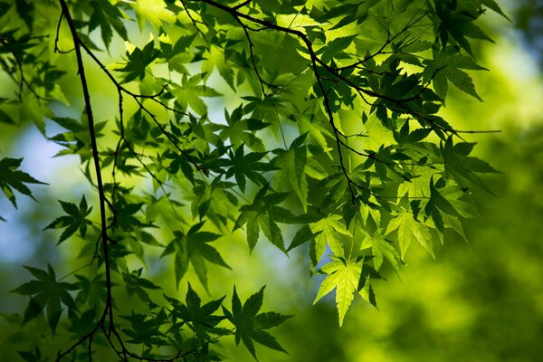 Follaje verde en las ramas de los árboles