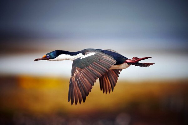 A duck is flying, waving its multicolored wings