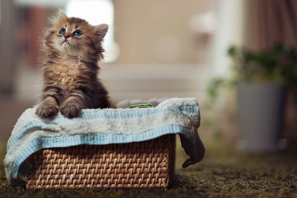 A beautiful fluffy kitten in a basket