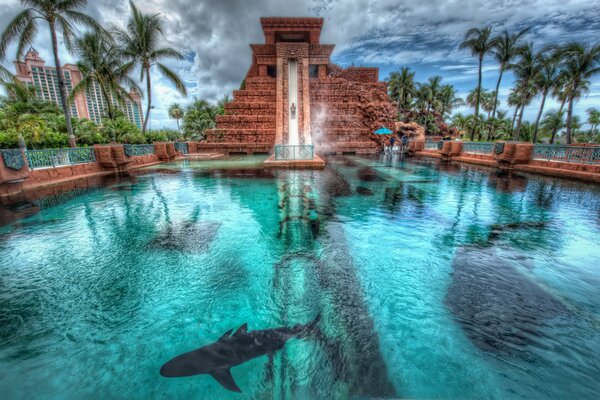 Eleganti Bahamas con delfini e palme