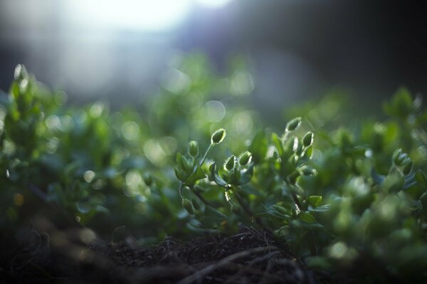 Green plants in nature in the forest