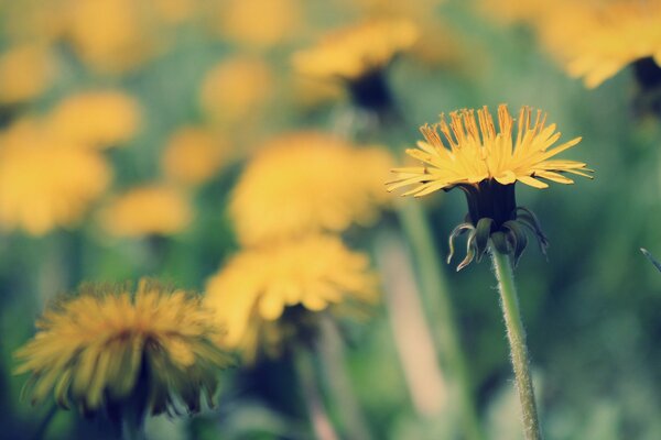 Yellow flowers macro shooting