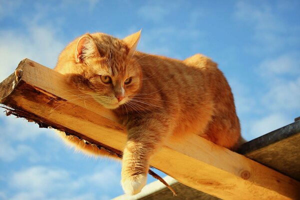 A red-haired cat is lying on a beam