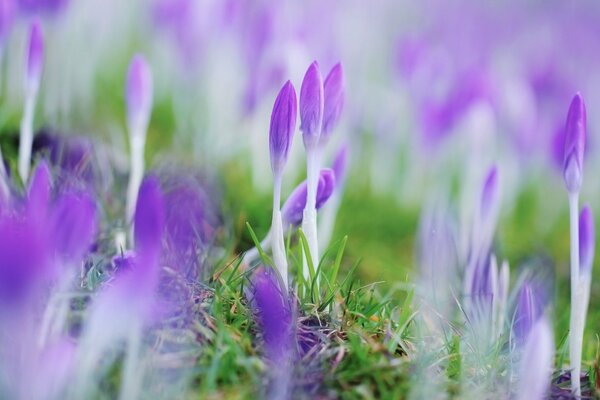 Champ avec de beaux Crocus violets