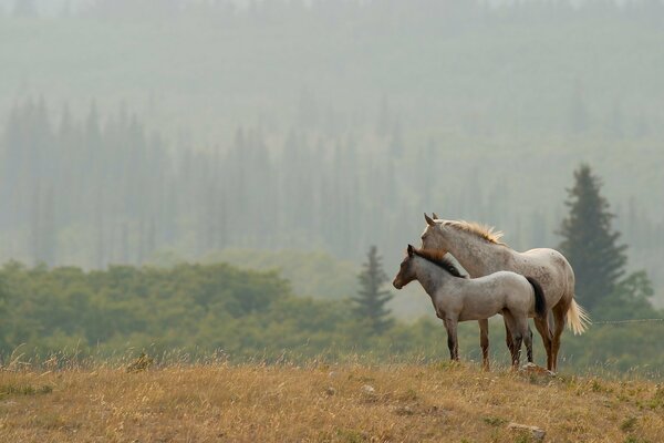 Beautiful landscape with horses. Horse with foal