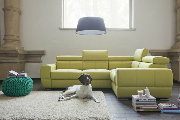 Il cane si adatta perfettamente all interno del comnvta