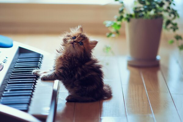 Fluffy kitten near the synthesizer