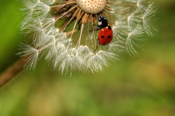 La beauté de la nature dans les petites choses simples