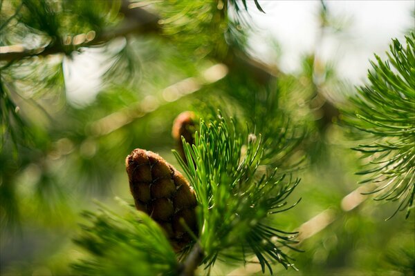 Forest nature in macro shooting