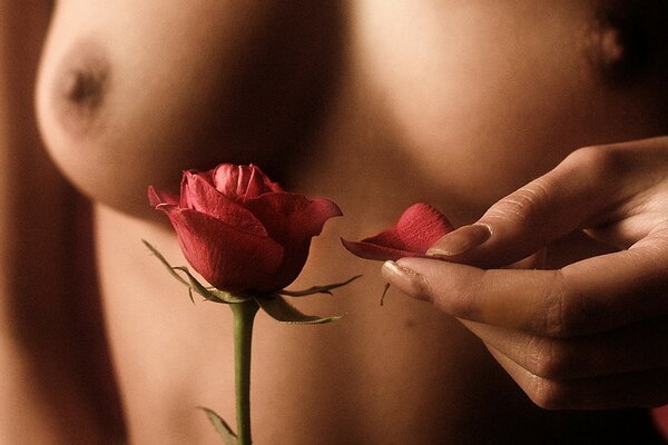 Rose on the background of a naked female breast