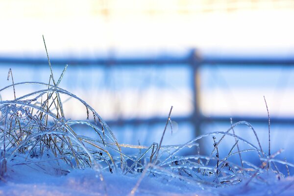 Herbe congelée à l extérieur en hiver