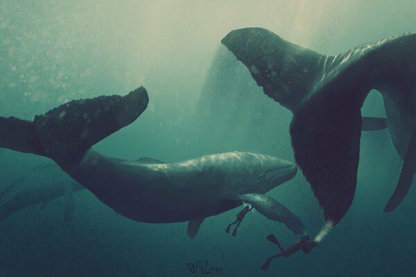 Tiny divers swim with giant whales