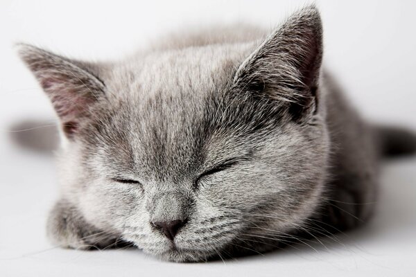 Chaton gris dort, fond blanc