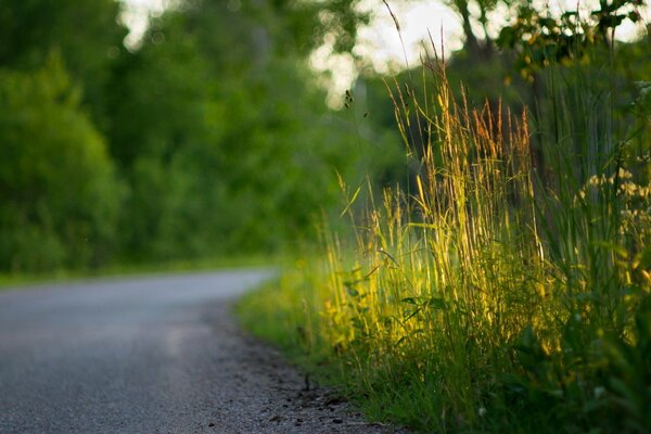 Grünes Gras an einer asphaltierten Straße im Sonnenlicht