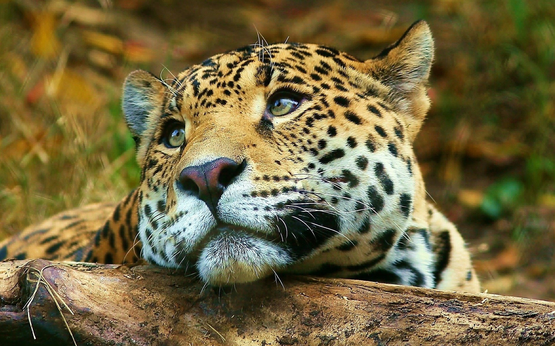 léopard grand chat animaux savane rêverie museau