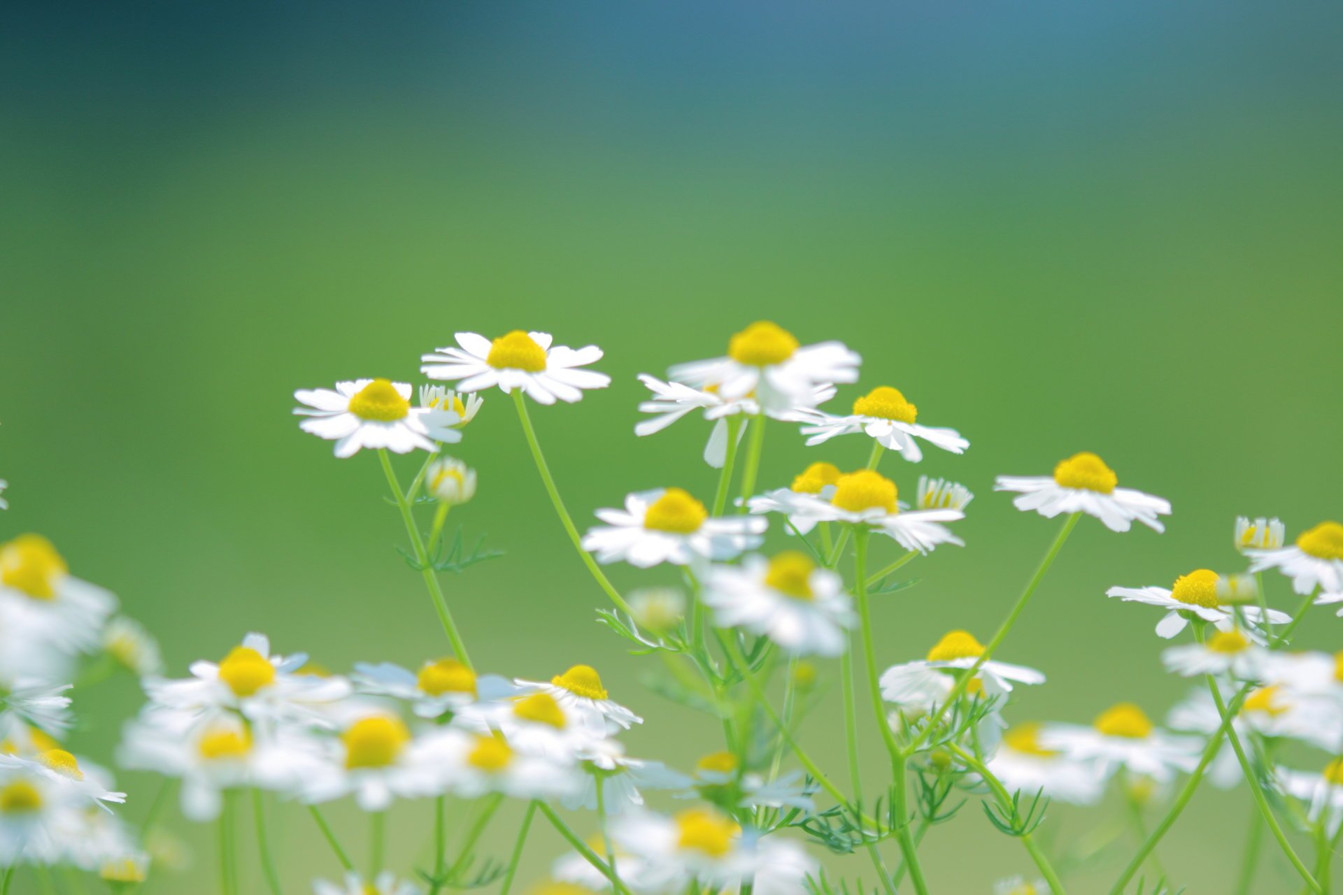 marguerites fleurs blanc herbe verdure buisson plantes