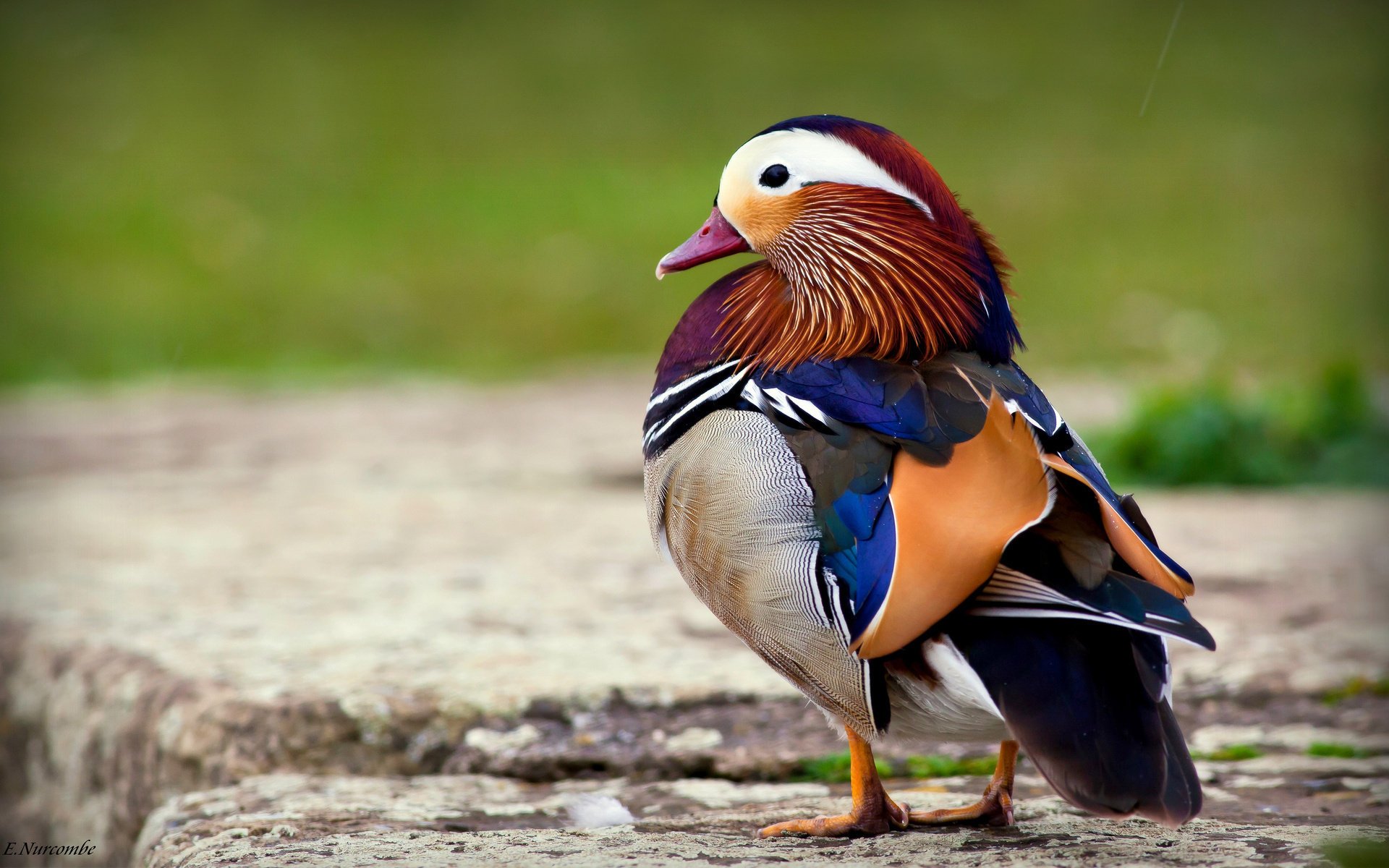 vogel mandarine ente