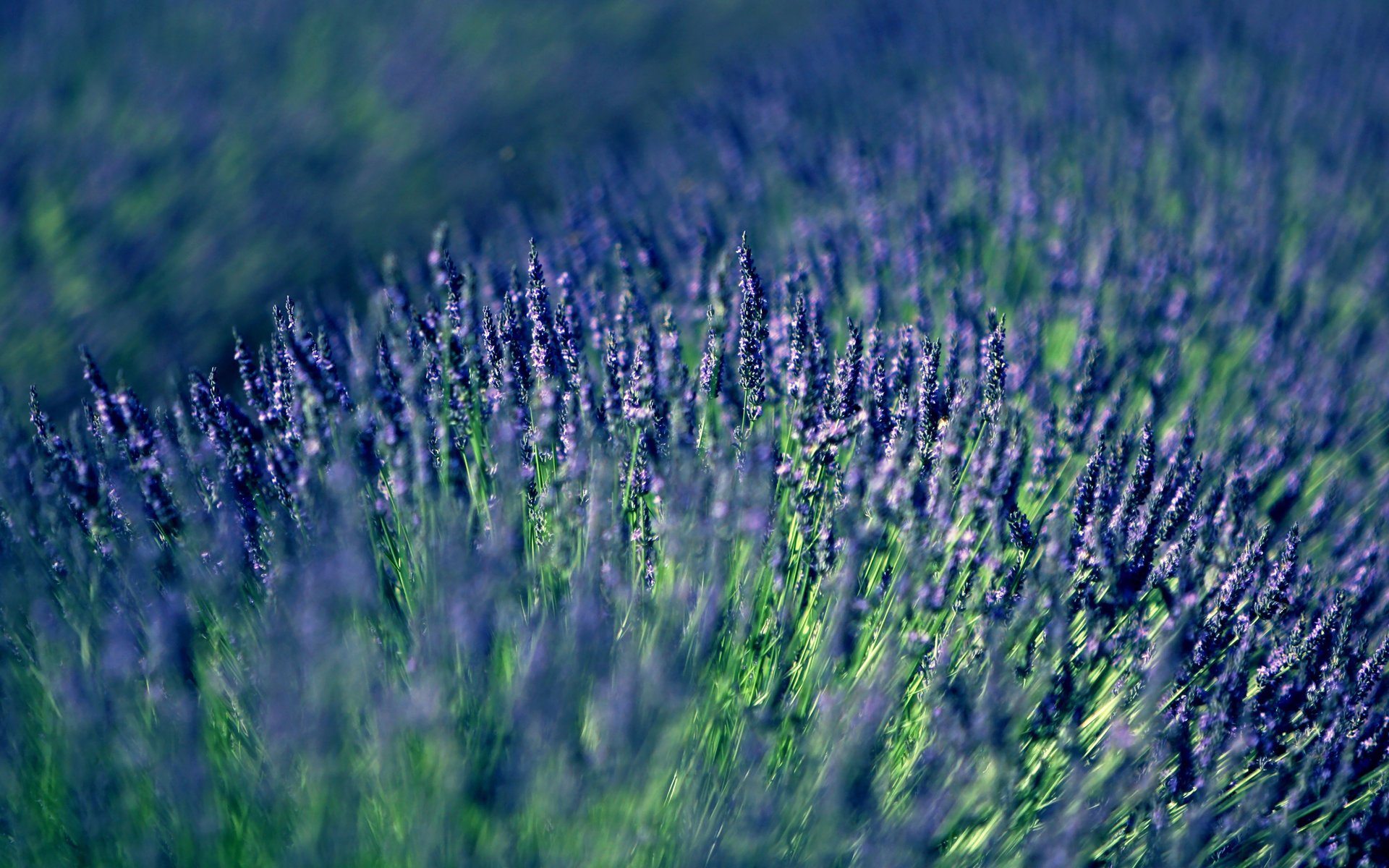 lavender lilac lavender