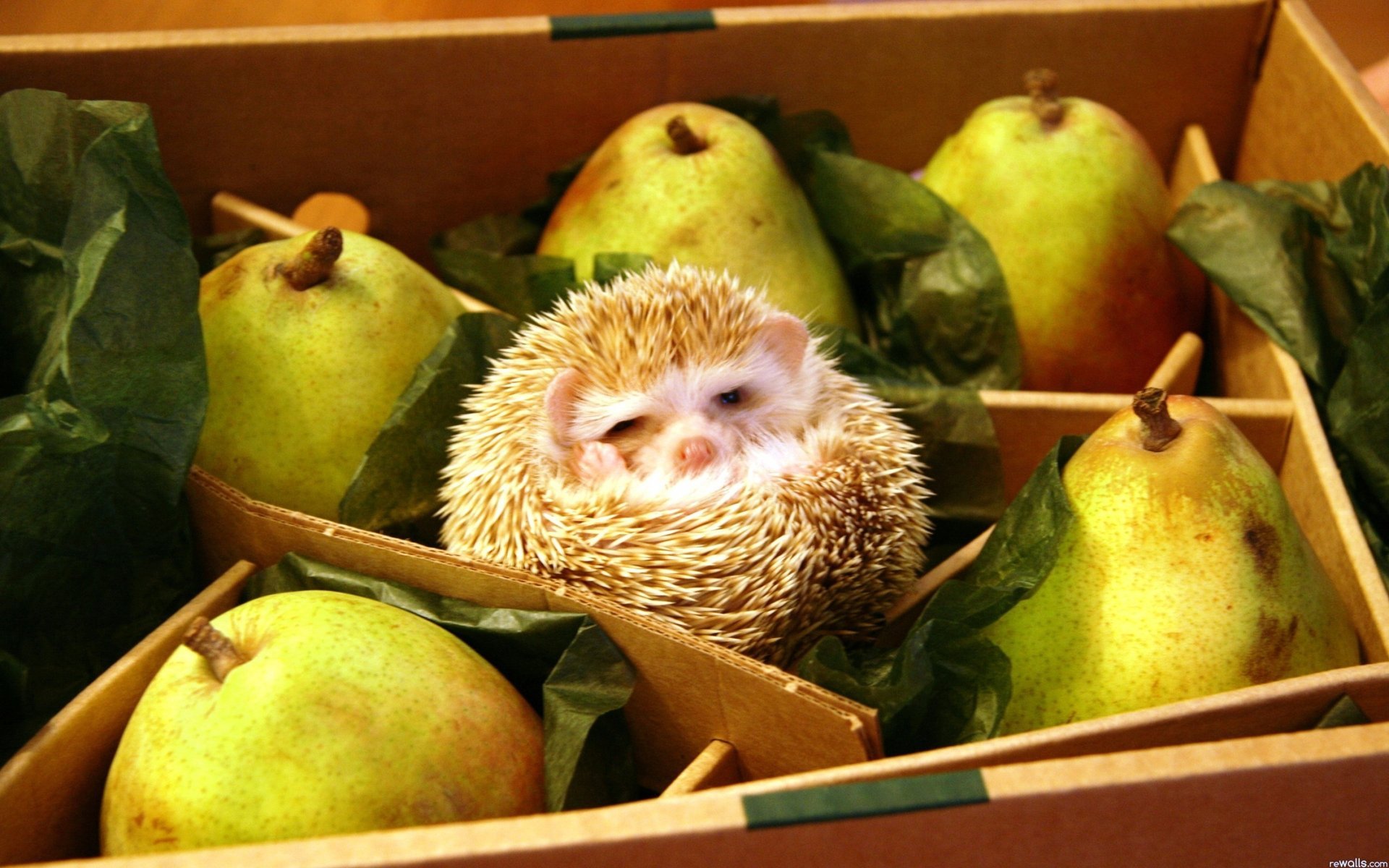 hérisson hérisson poire boîte sommeil boule tendresse petit animal sans défense