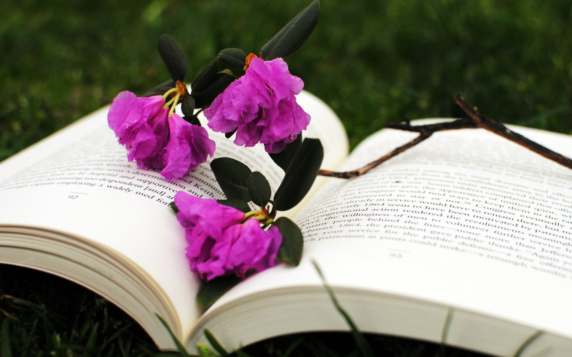 book owner flower reading grass text