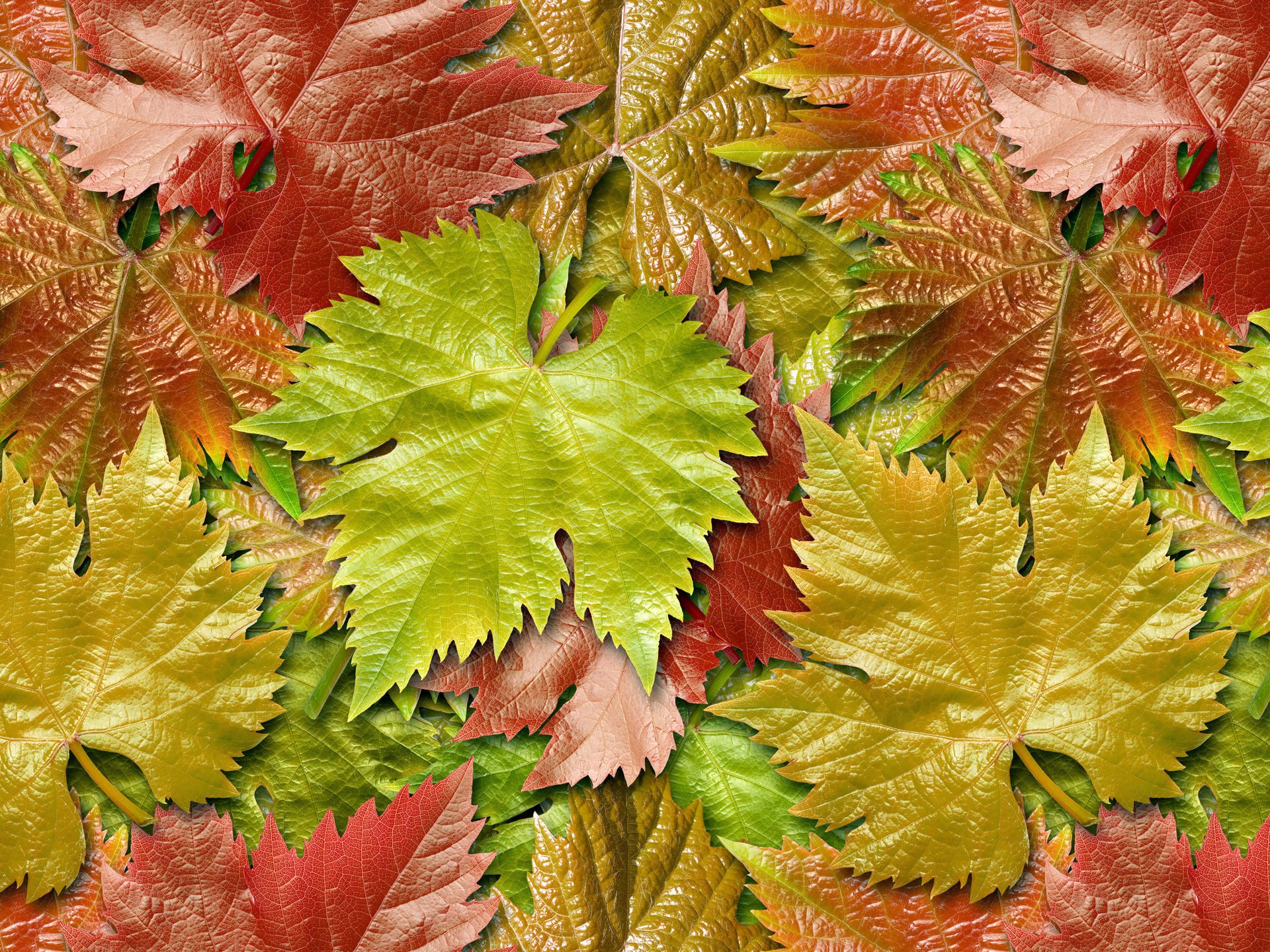 feuilles automne raisins