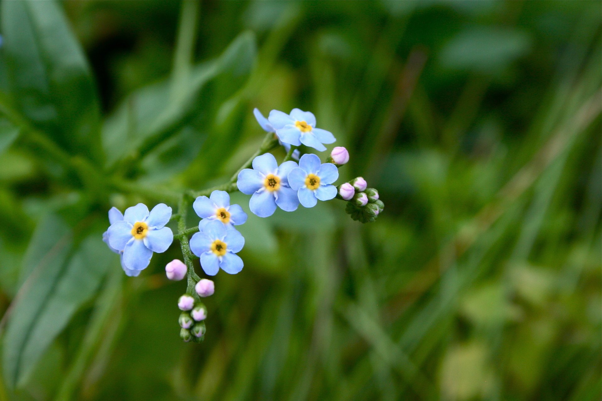 nomeolvides hierba flores azul verde