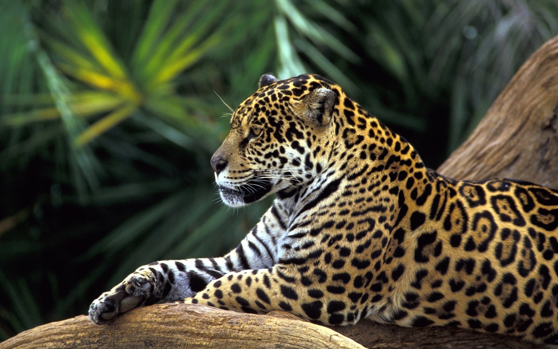 jaguar gato salvaje gato bosque trópicos grandeza animales felinos