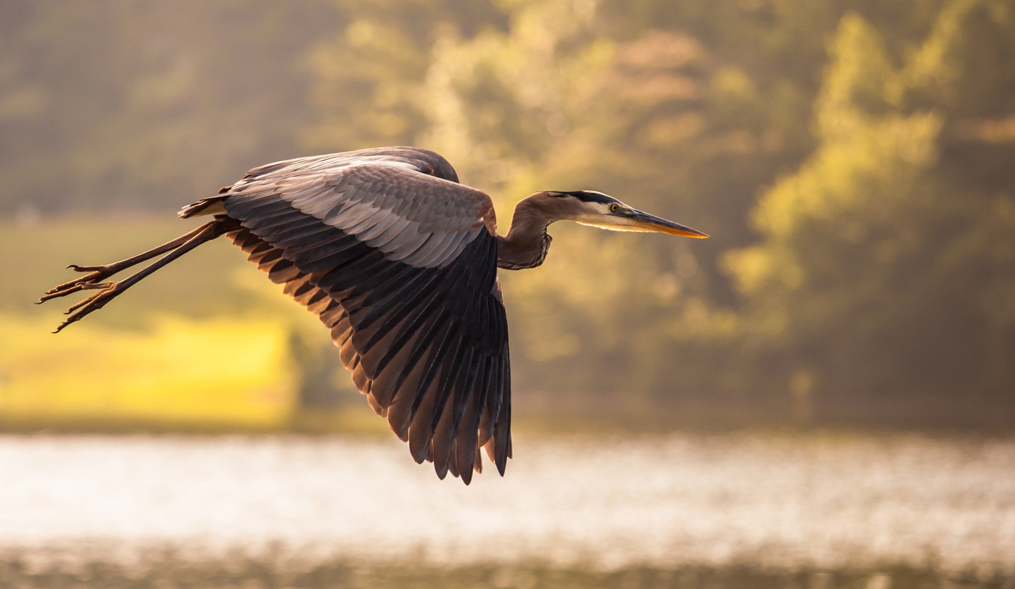 uccello gru stagno acqua volo airone