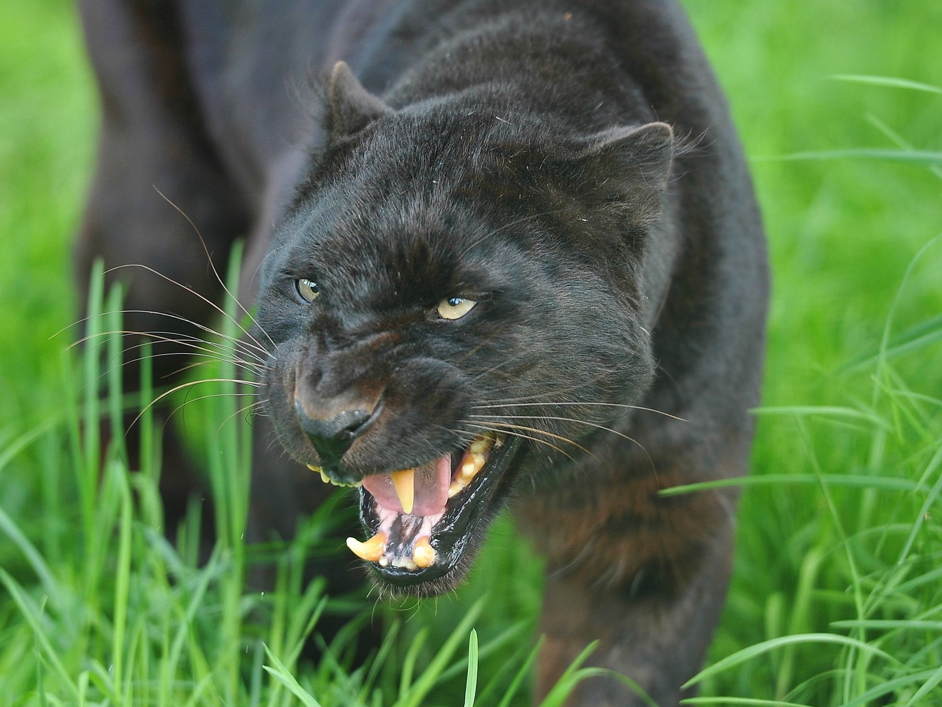 leopardo pantera sonrisa leopardo hocico negro amenaza