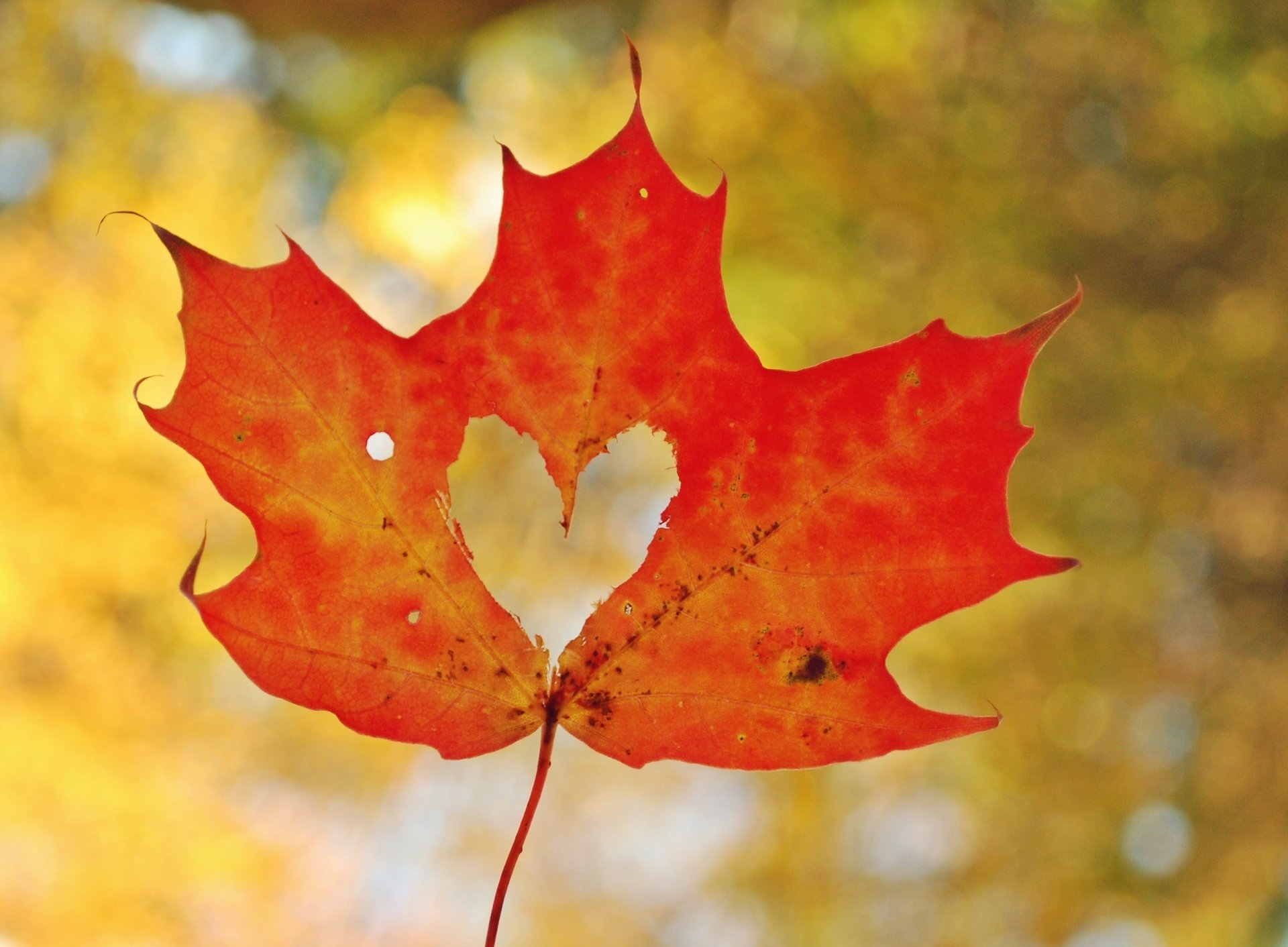 feuille automne gros plan coeur coeur érable