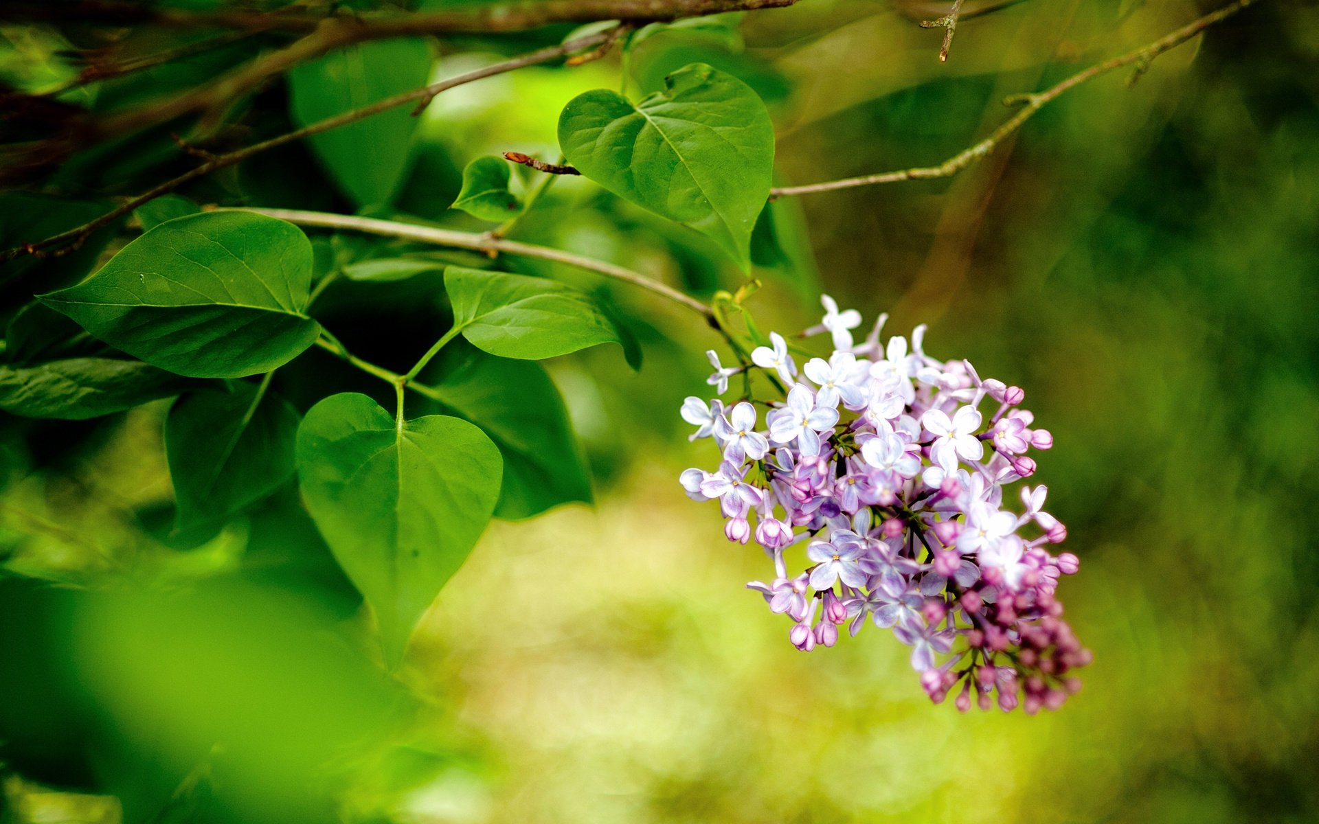 flowers macro lilac spring branch