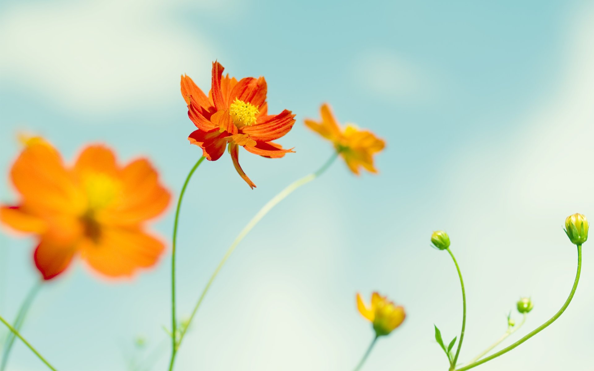 wildblumen himmel