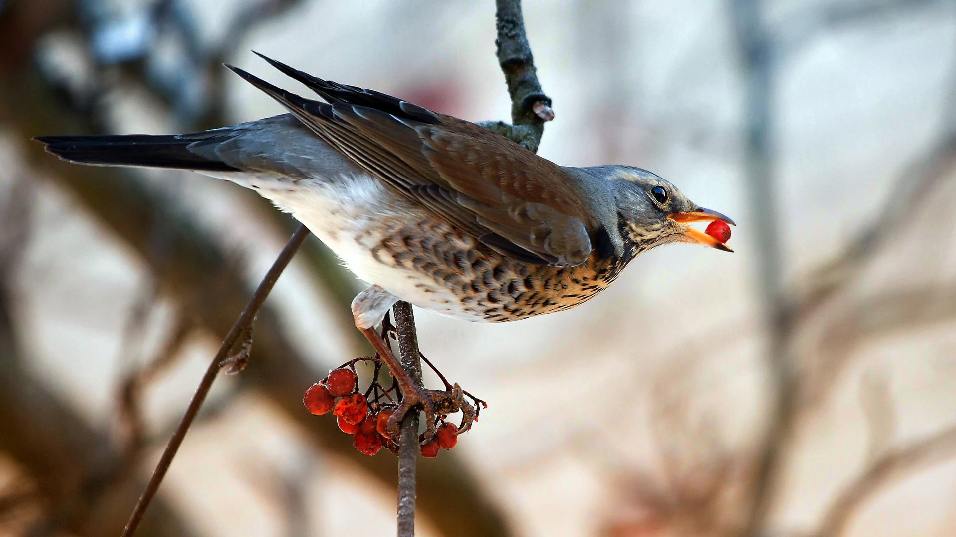 bird thrush rowan on the branch berry