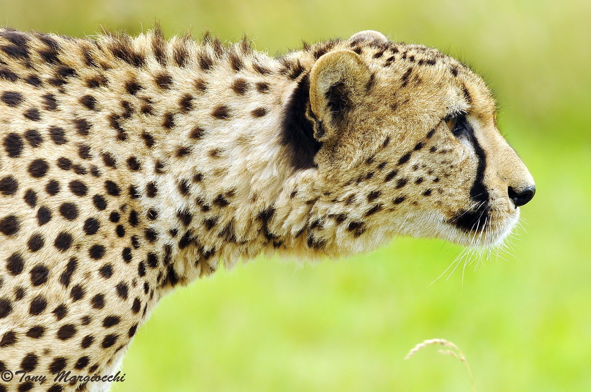 guépard profil se faufiler chasse museau