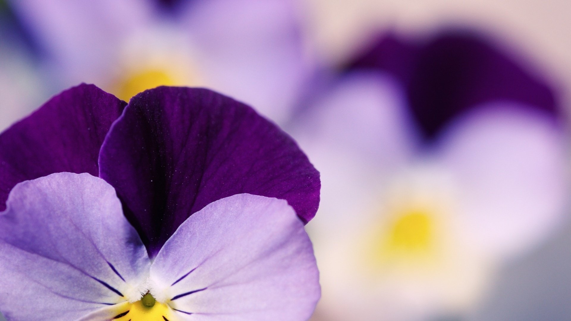 viole del pensiero fiori pansy pansies viola giardino tenerezza