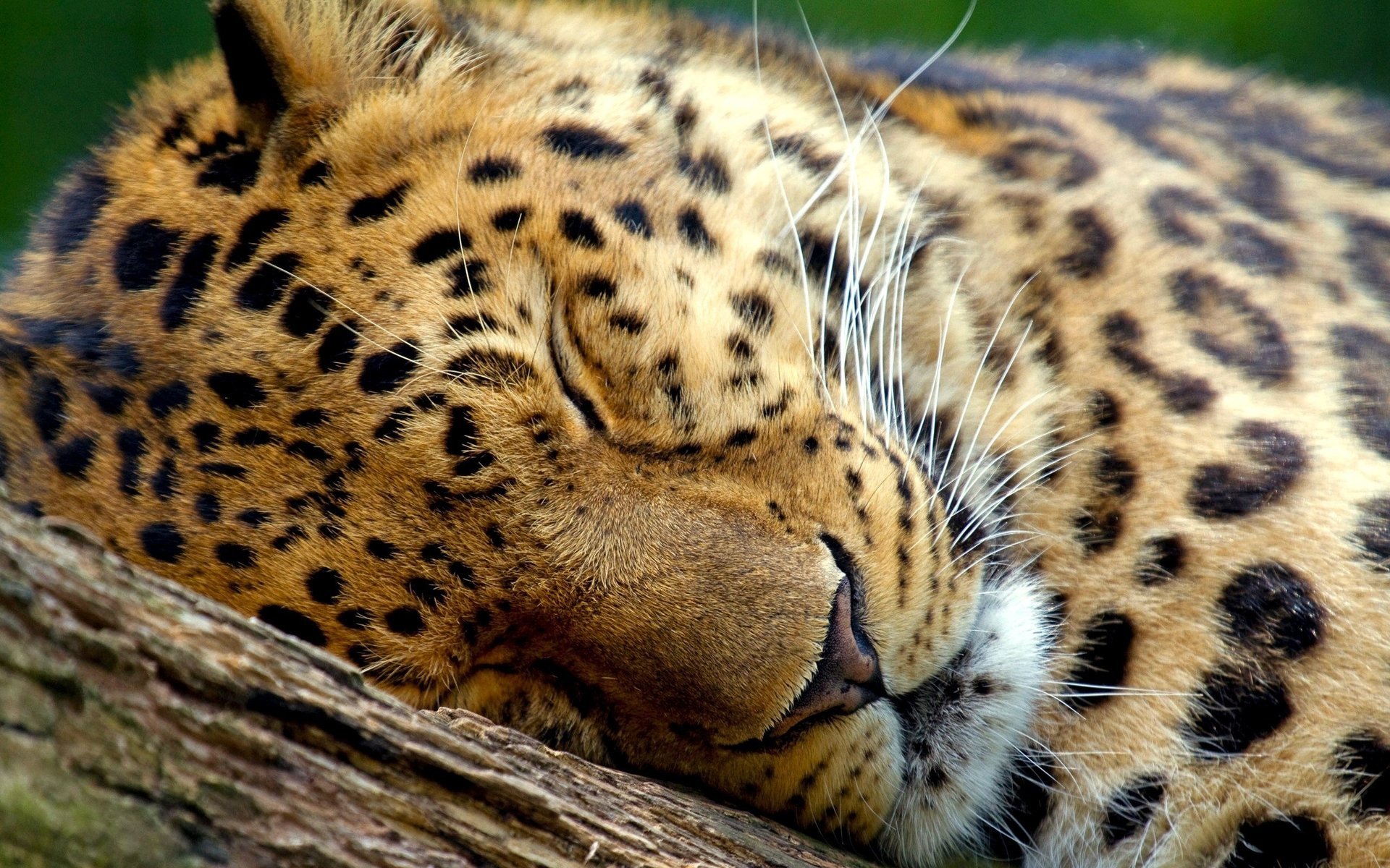 léopard grand chat sommeil calme animaux savane forêt feuilles