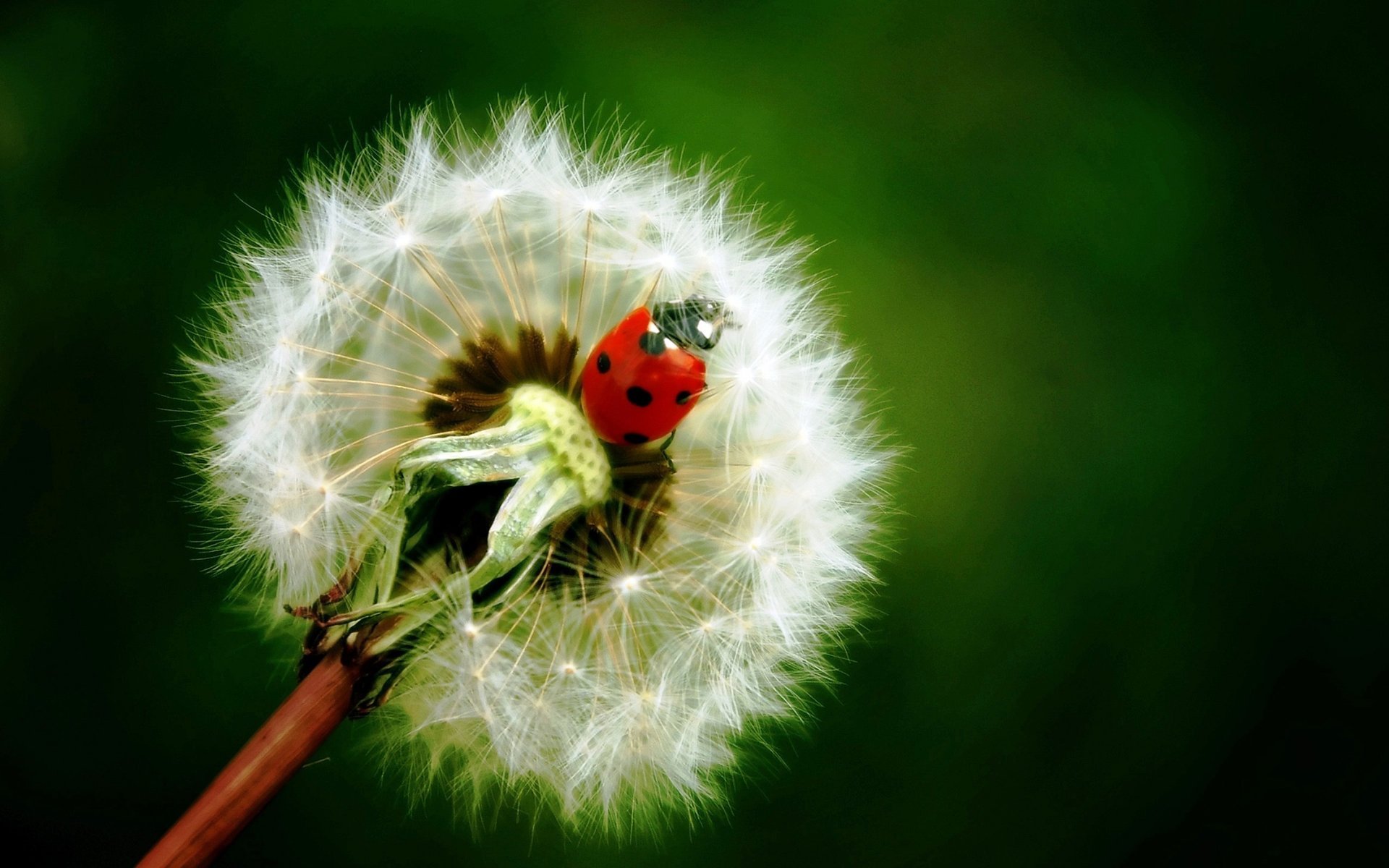 insecte légèreté coccinelle coccinelle coléoptère pissenlit verdure vert fleur tendresse dandelion