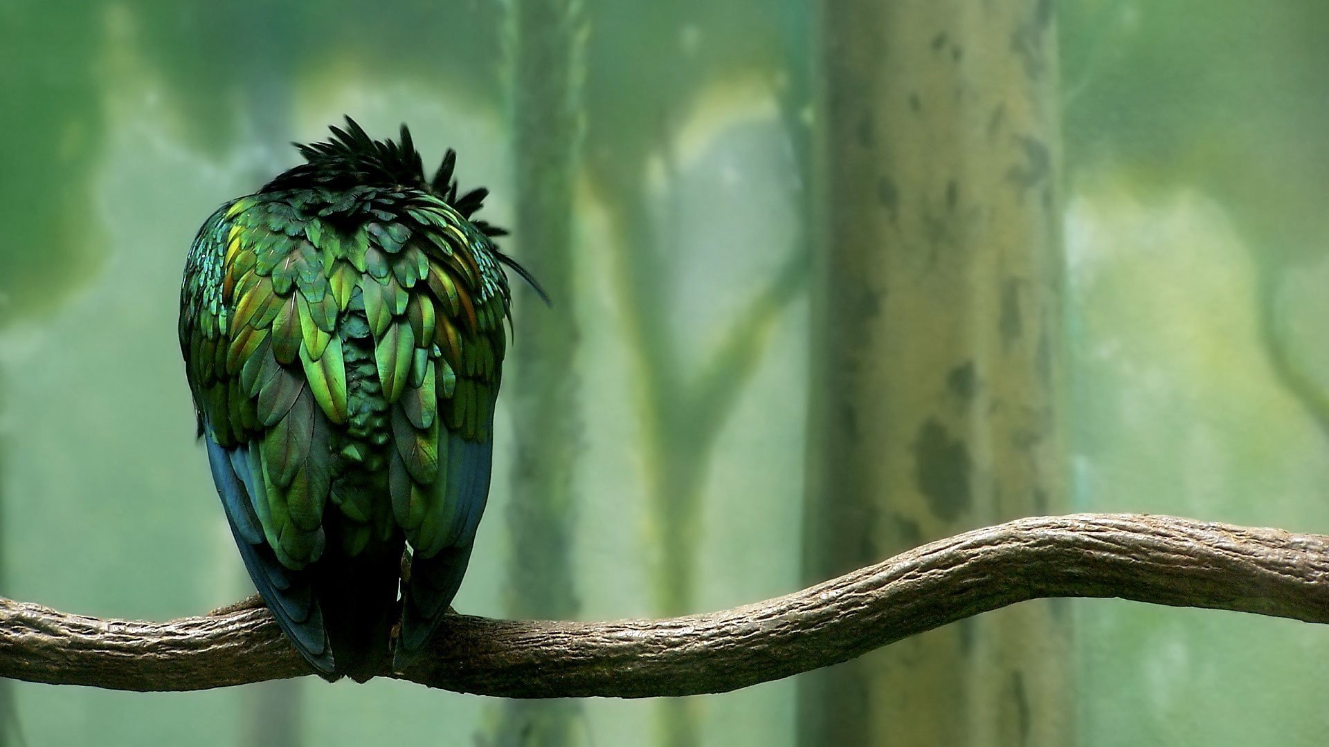 calmness ptak papuga zieleń pióra las gałąź parrot zielony las ptak oddział