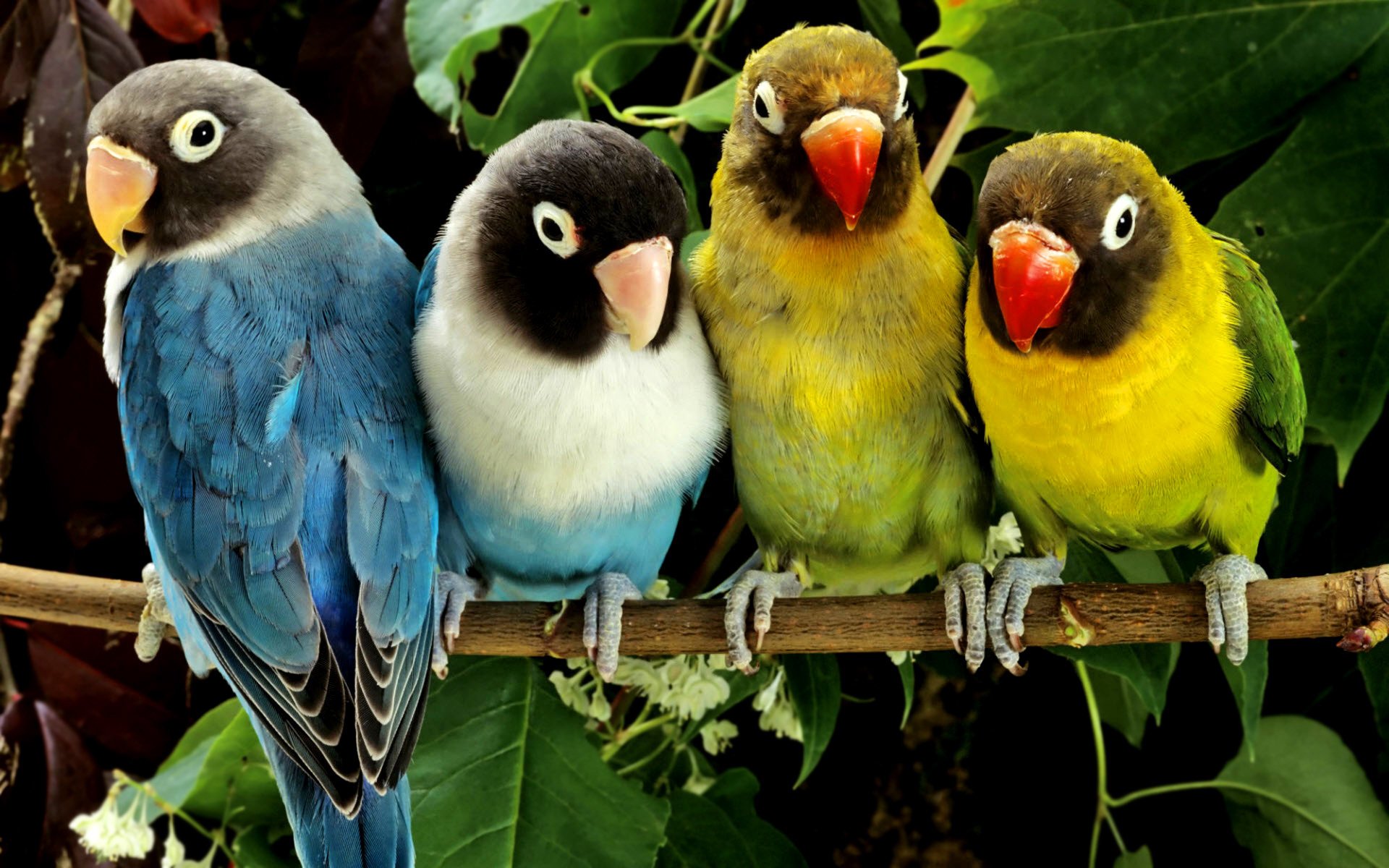 papagei papageien lovebirds vogel vögel vögel zweig blätter grüns