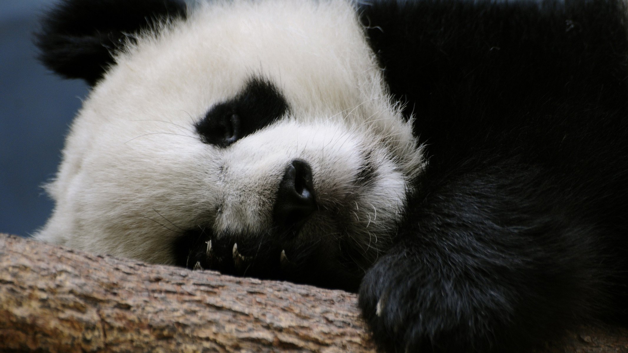 panda sueño calma