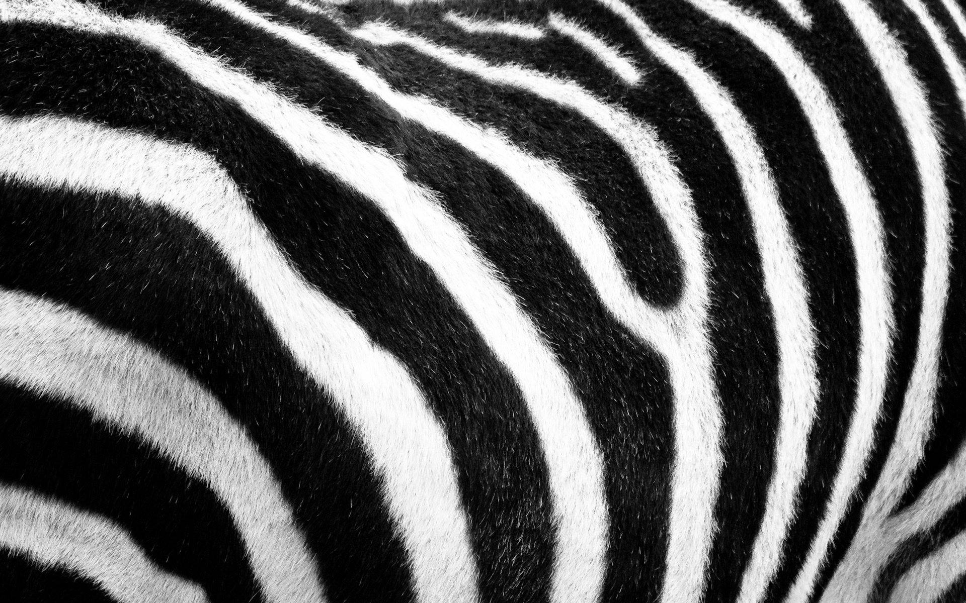 zebra futro wełna czarno-biały paski safari