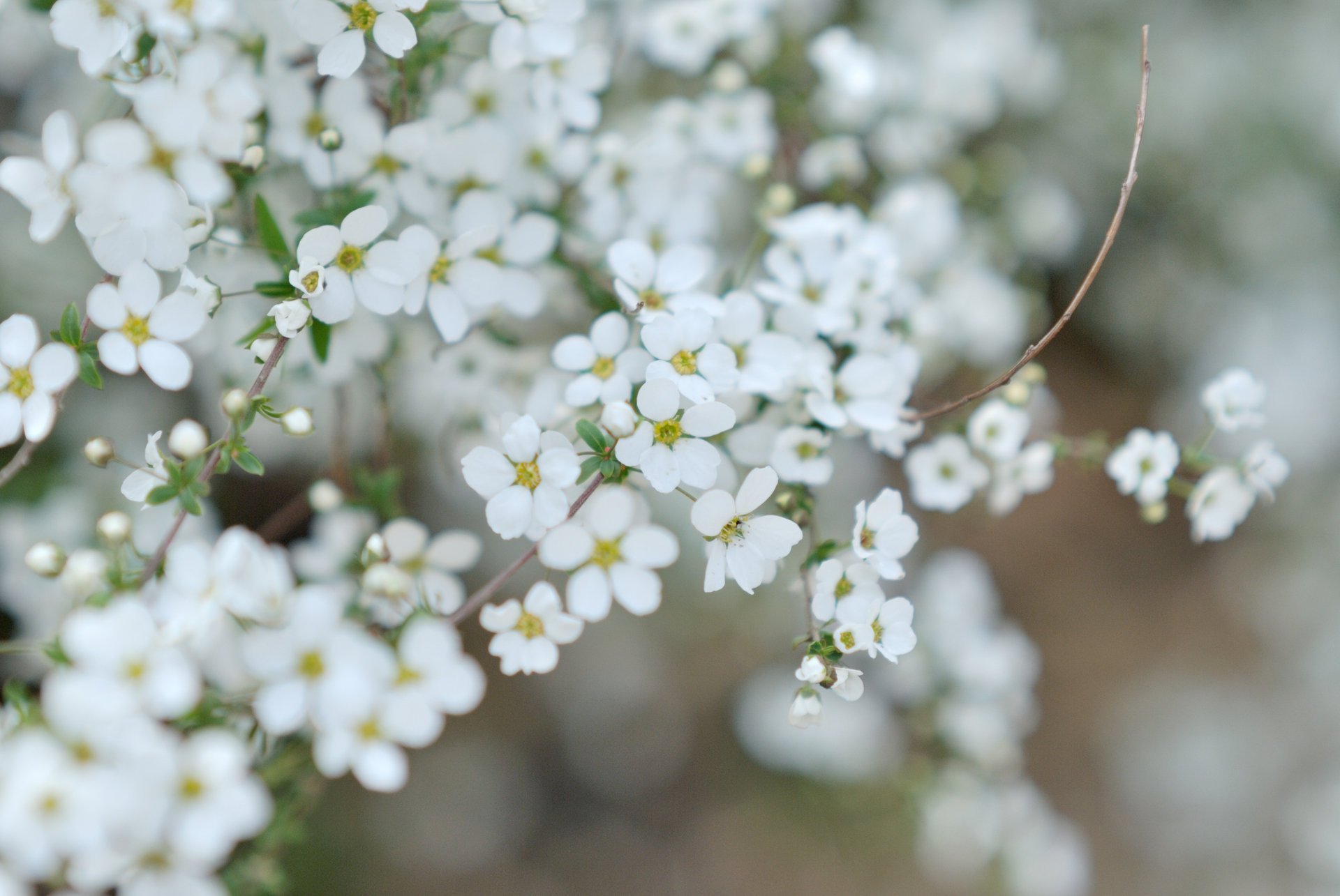 fleurs floraison blanc brindille pétales petits