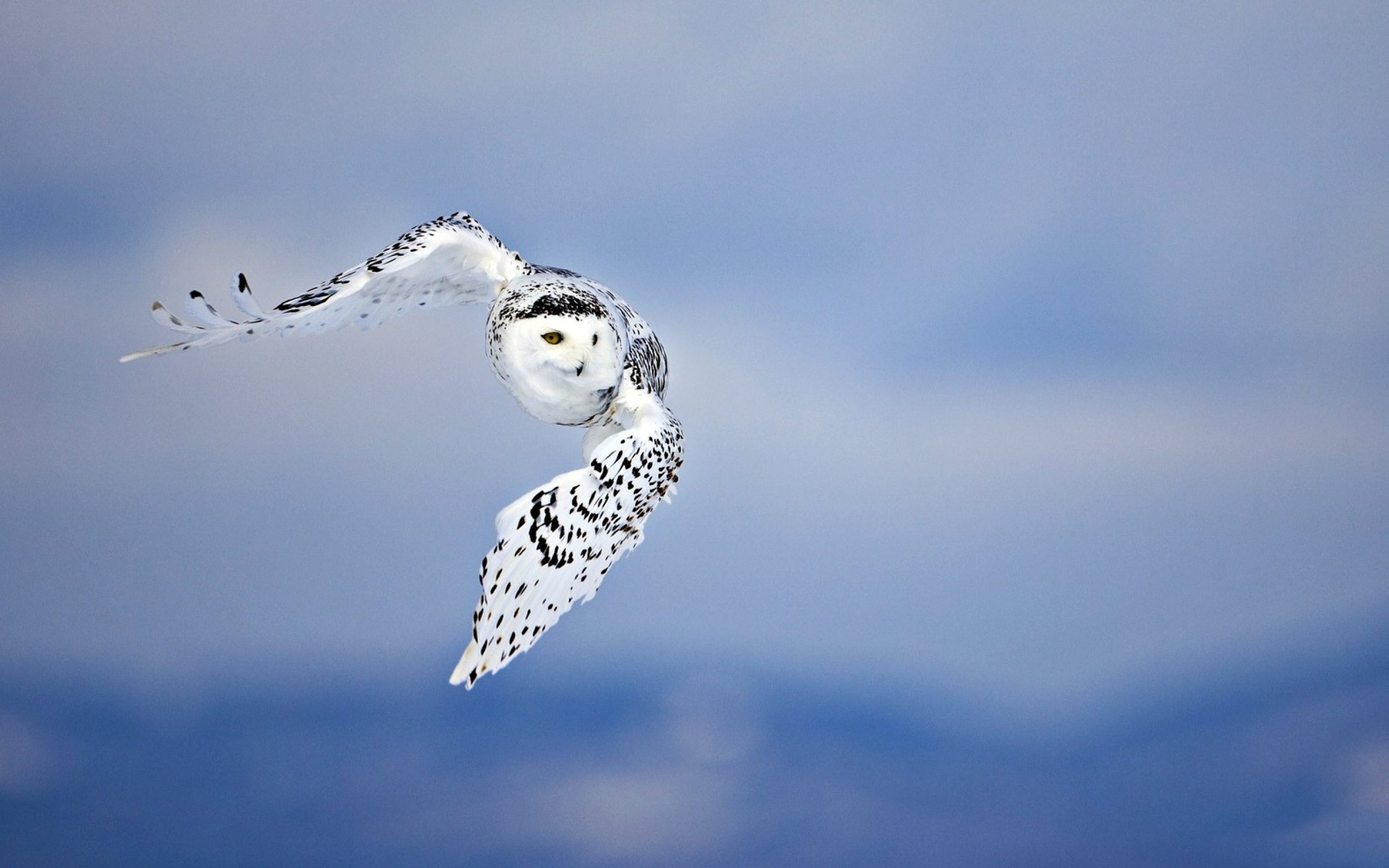 eule hintergrund fliegen raubtier vogel himmel flügel flecken