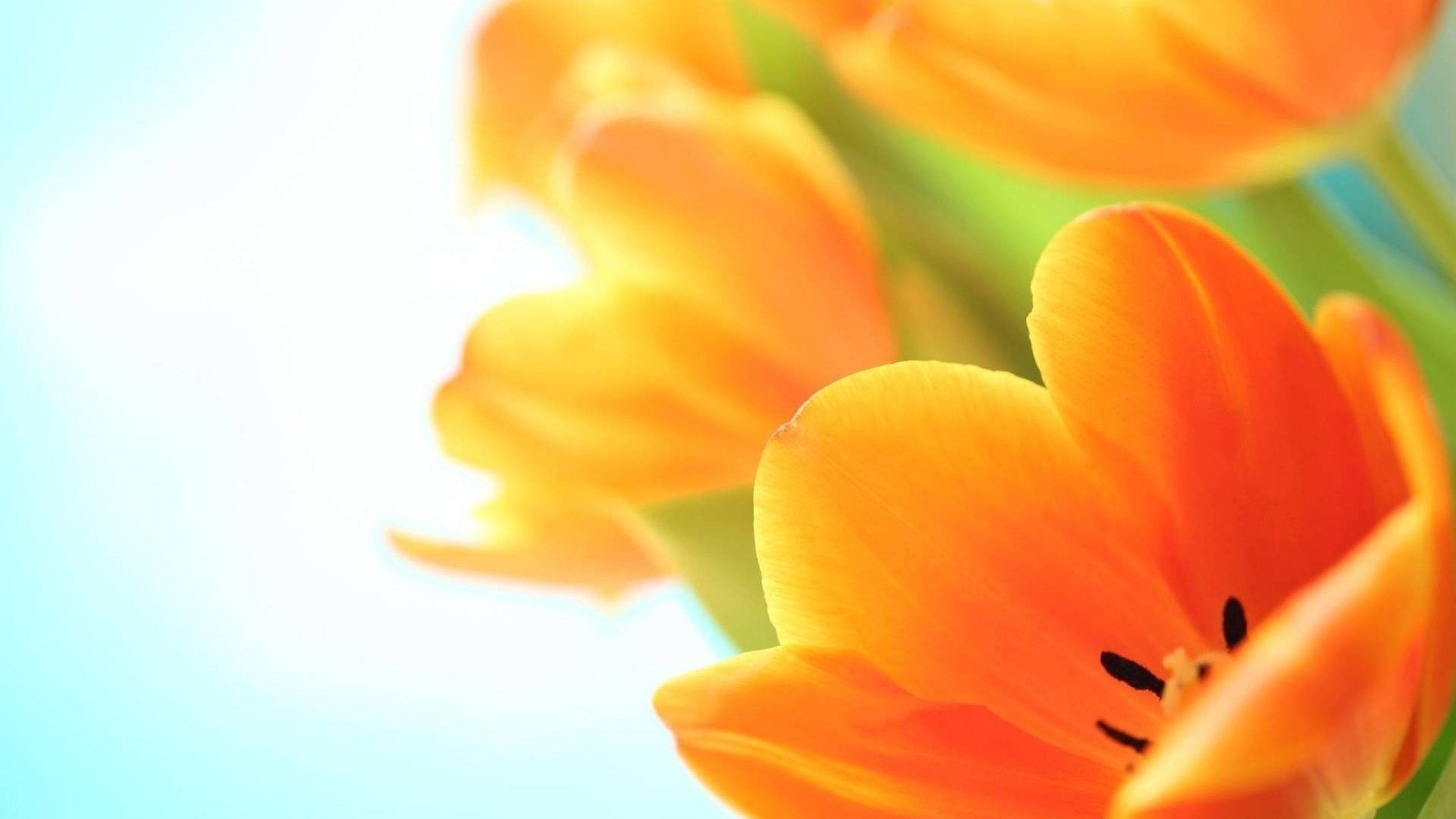 flowers tulips orange spring bouquet