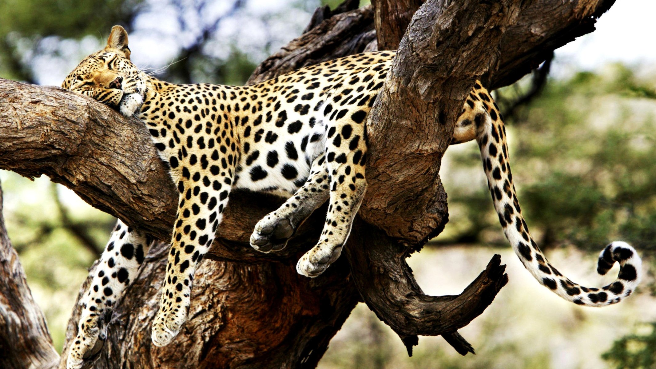 guepardo gato montés sueño árbol descanso sabana naturaleza animales