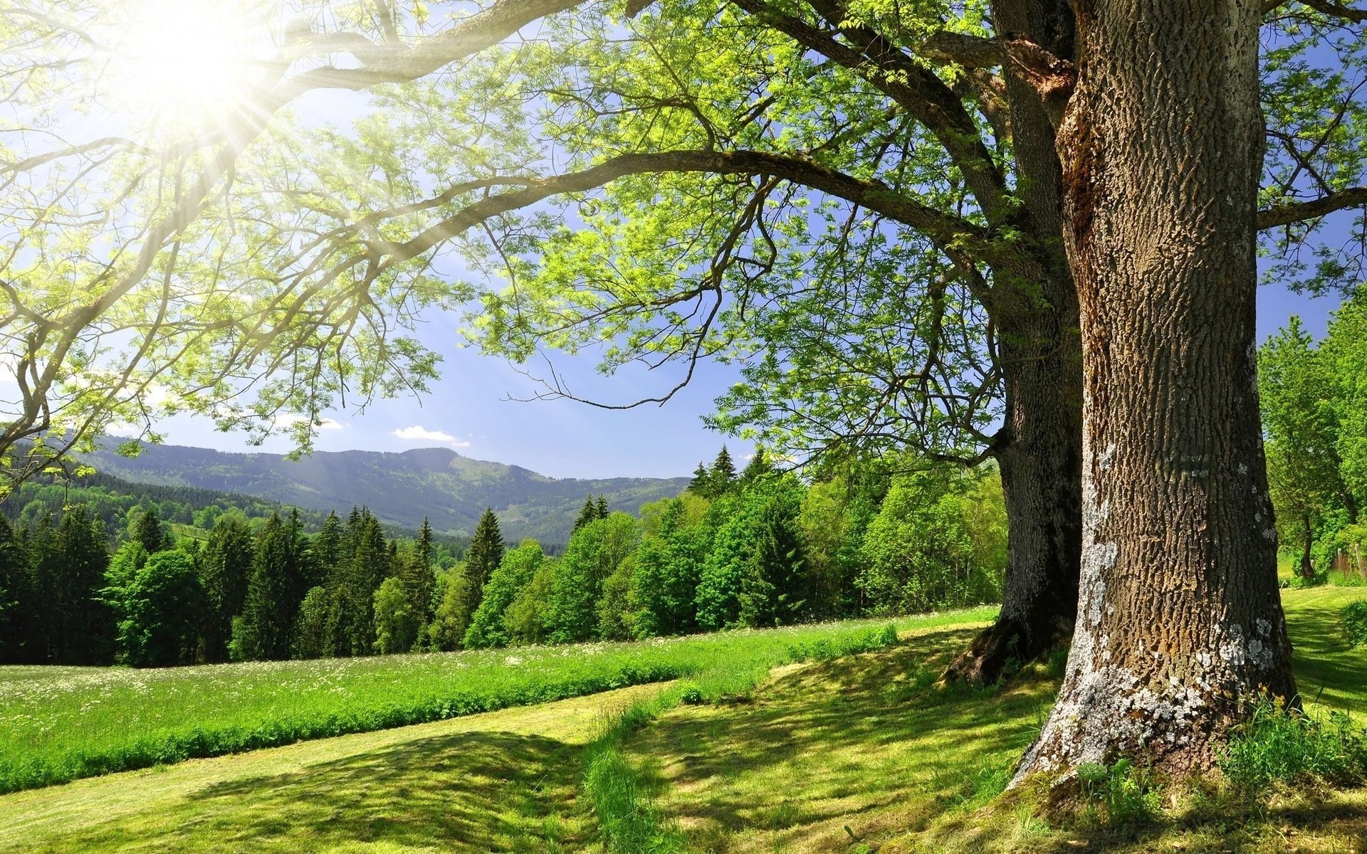 wald gras grün sommer bäume blendung sonne