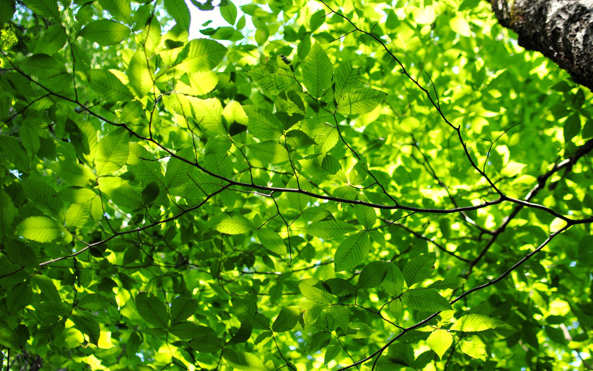 chlorophylle feuilles verdure arbre branches lumière