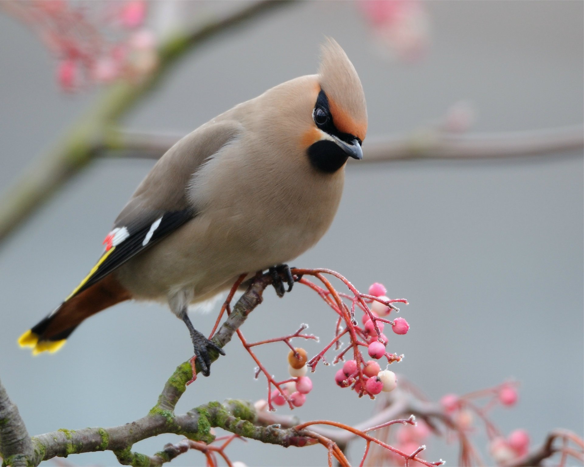 waxwing ramo rosa uccello bacche macro uccello