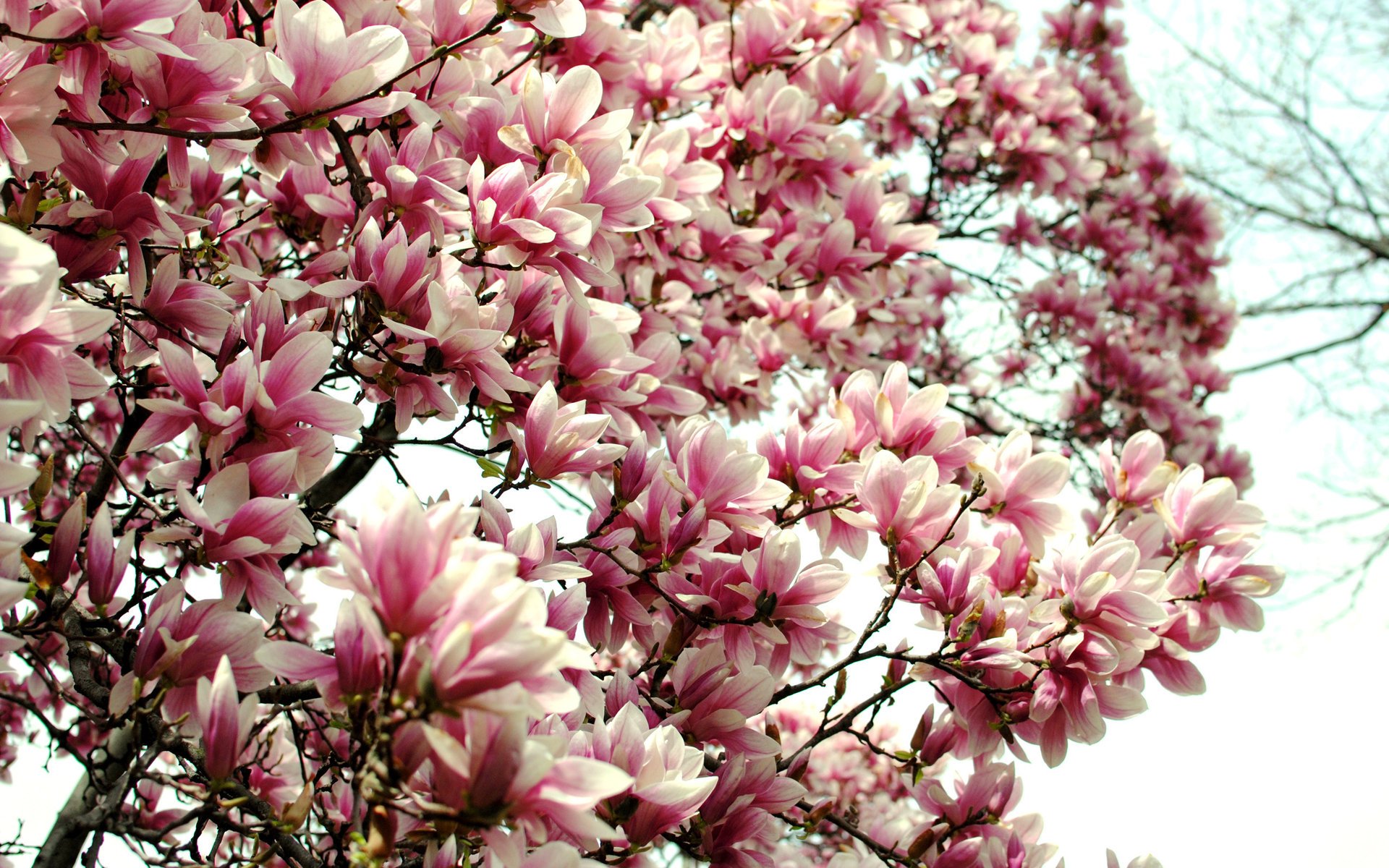 magnolia fleurs arbuste printemps nature arbre à fleurs pétales branches rose